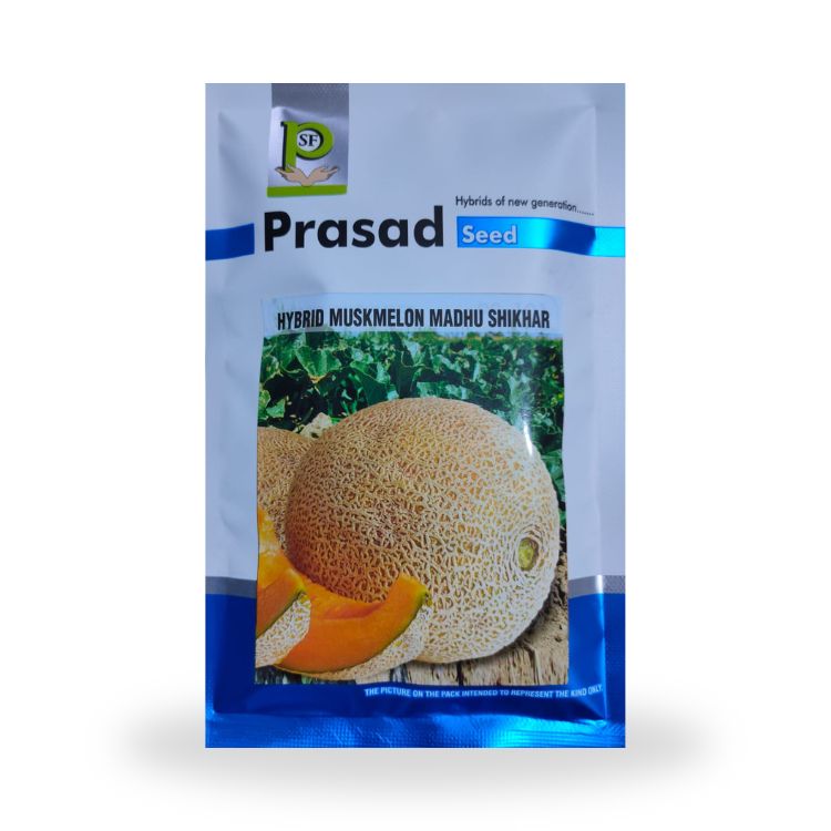 Prasad Seed Madhu Shikhar Hybrid Muskmelon Seeds