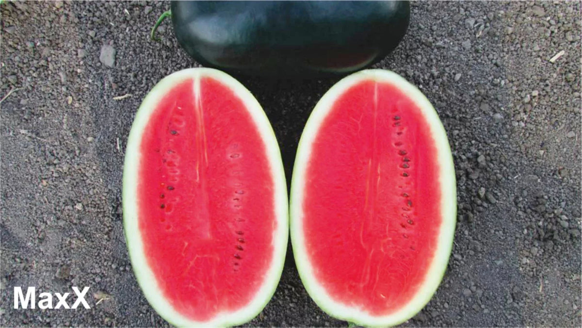 Mini Melon Seeds- Sweet Mini Camille Melon Seeds - Rare Fruit Seeds Mini Melon Seeds- Sweet Mini Camille Melon Seeds - Rare Fruit Seeds
