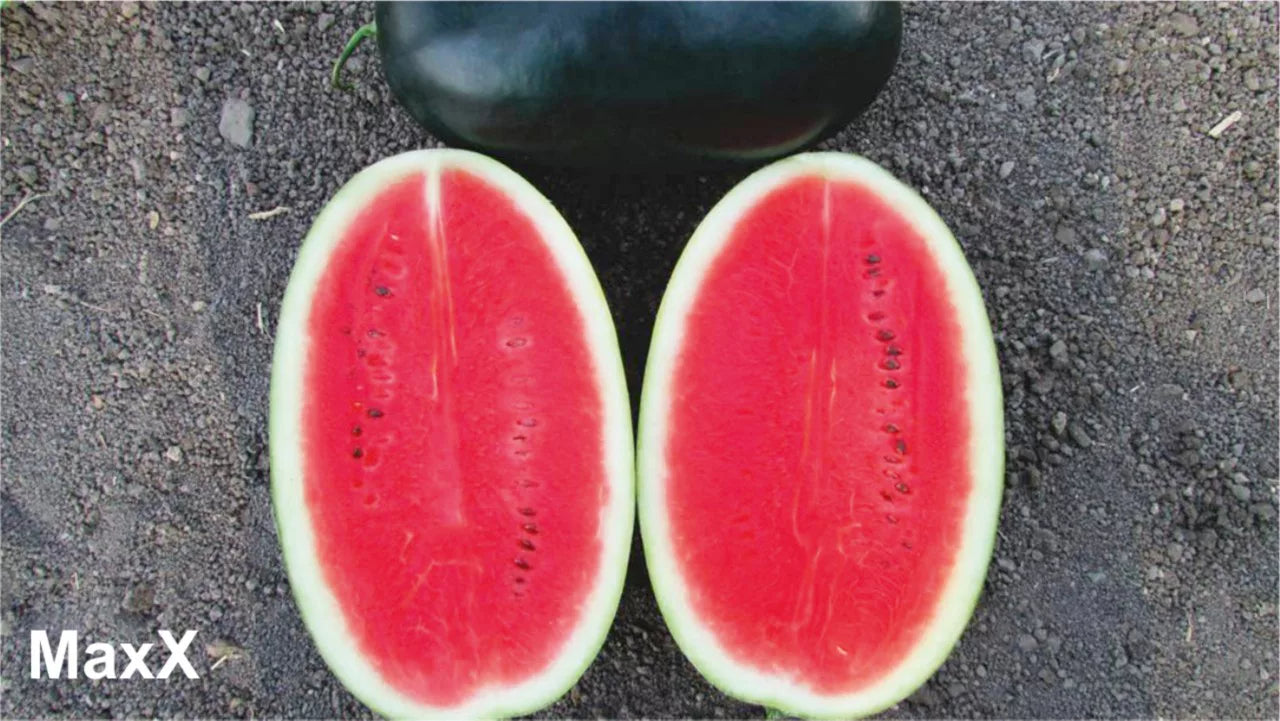 BASF nunhems MaxX F1 Hybrid Watermelon Seeds