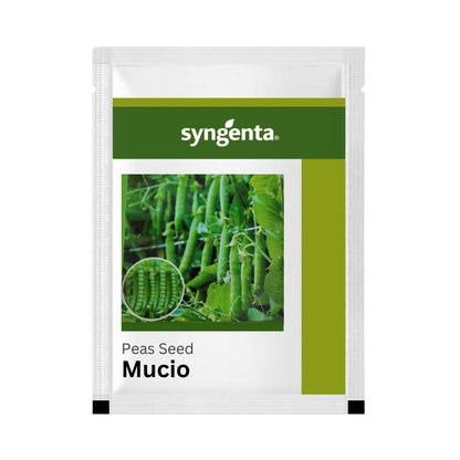 Syngenta Mucio हिरवे वाटाणे बियाणे 1 किलो