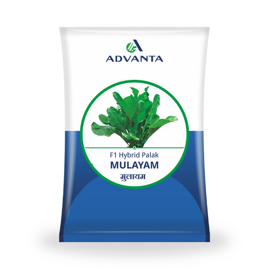 Advanta Seeds Mulayam F1 Hybrid Palak Seeds