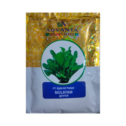 Advanta Golden Seeds Mulayam F1 Hybrid Palak Seeds