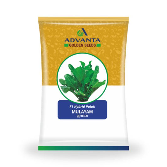 Advanta Golden Seeds Mulayam F1 Hybrid Palak Seeds