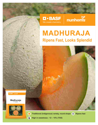 BASF nunhems Madhuraja F1 Hybrid Muskmelon Seeds