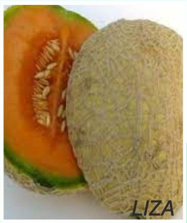 Indus Liza F1 Hybrid Muskmelon Seeds