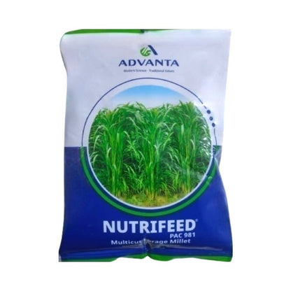 Advanta Nutrifeed Hybrid Multicut Forage Pearl Millet