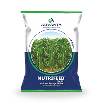 Advanta Nutrifeed Hybrid Multicut Forage Pearl Millet