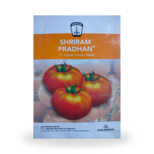 DCM Shriram Pradhan F1 Hybrid Tomato Seeds