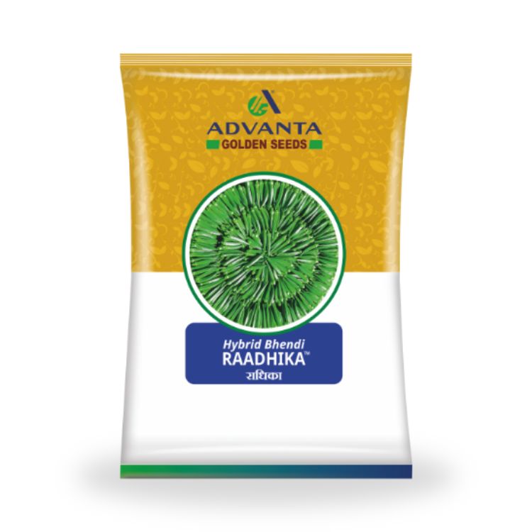 Advanta Golden Seeds Raadhika Hybrid Bhendi Seeds