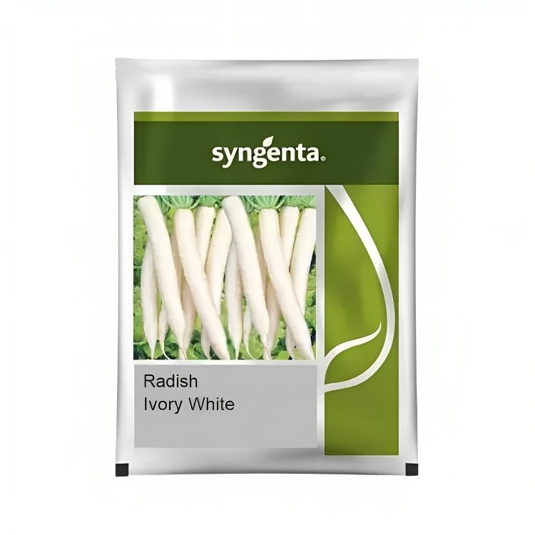 Syngenta Ivory White Radish Hybrid Seeds