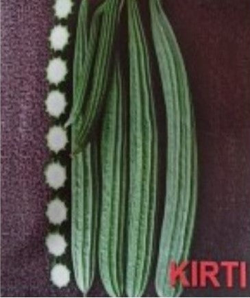 Indus Kirti F1 Hybrid Ridgegourd Seeds