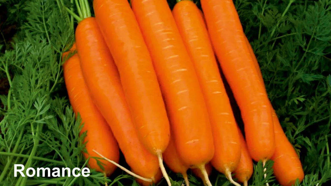 BASF nunhems Romance F1 Hybrid Carrot Seeds