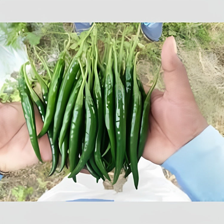 Syngenta Jyeshta (HPH 2202) Hot Pepper Hybrid Seeds 1500SD