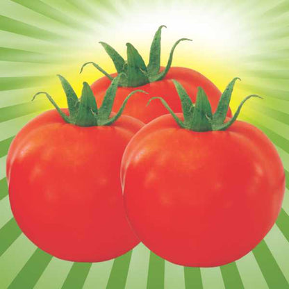 सेमिनिस अभिलाष हायब्रीड टोमॅटो बियाणे