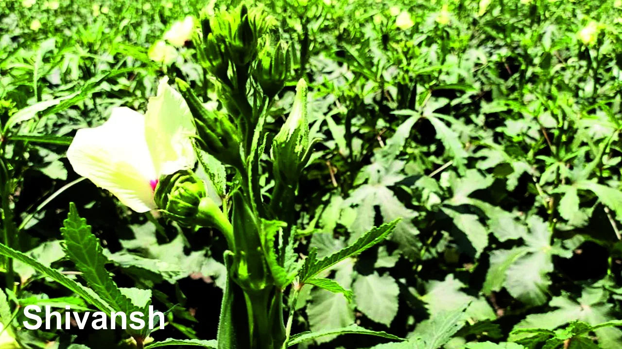 BASF nunhems Shivansh F1 Hybrid Okra Seeds