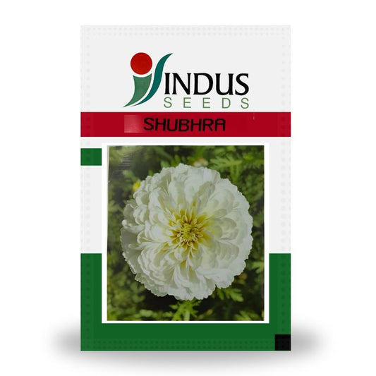 Indus Bijilee Shubhra Seeds