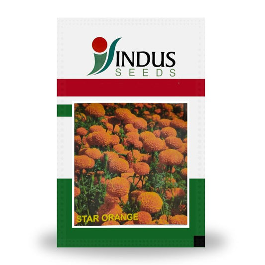 Indus Star Orange F1 Hybrid Marigold Seeds