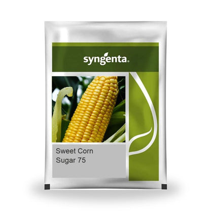 Syngenta Sugar 75 Sweet Corn Hybrid Seeds 1 Kg