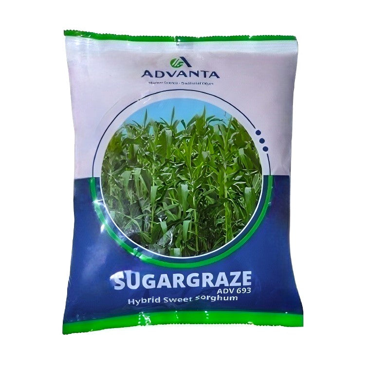 Advanta Sugargraze (ADV 693) Hybrid Sweet Sorghum