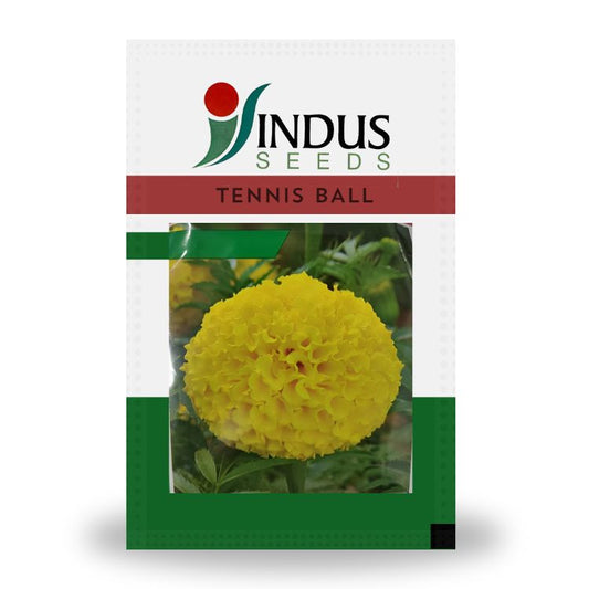 Indus Tennis Ball F1 Hybrid Marigold Seeds