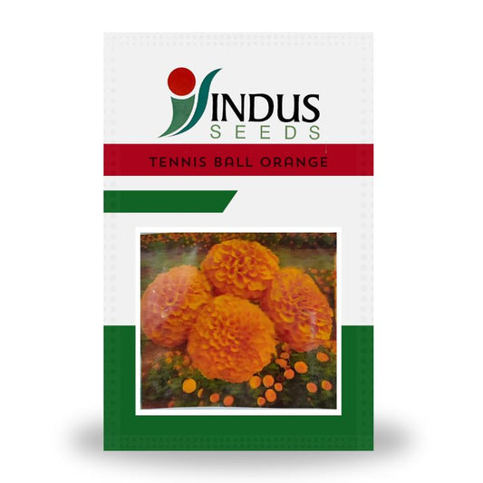 Indus Tennis Ball Orange F1 Hybrid Marigold Seeds