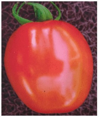Indus Jewel F1 Hybrid Tomato Seeds