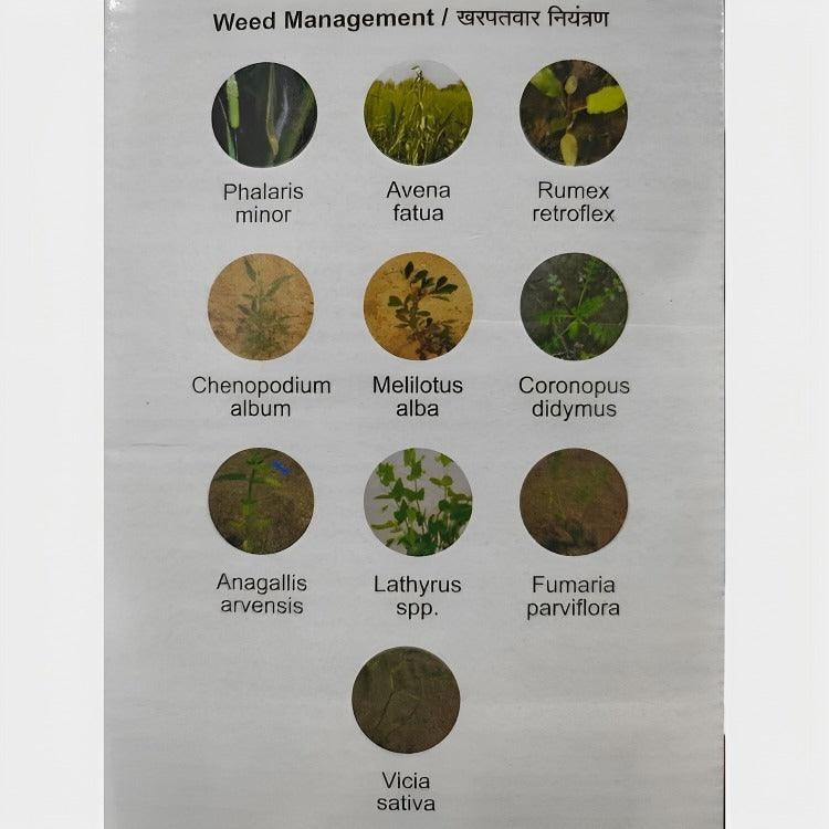 upl wheat herbicides UPL Vesta (Clodinafop Propargyl 15% + Metsulfuron Methyl 1% WP) Herbic – Cultree India
