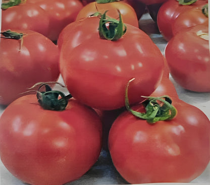 Indus AK-45 F1 Hybrid Tomato Seeds