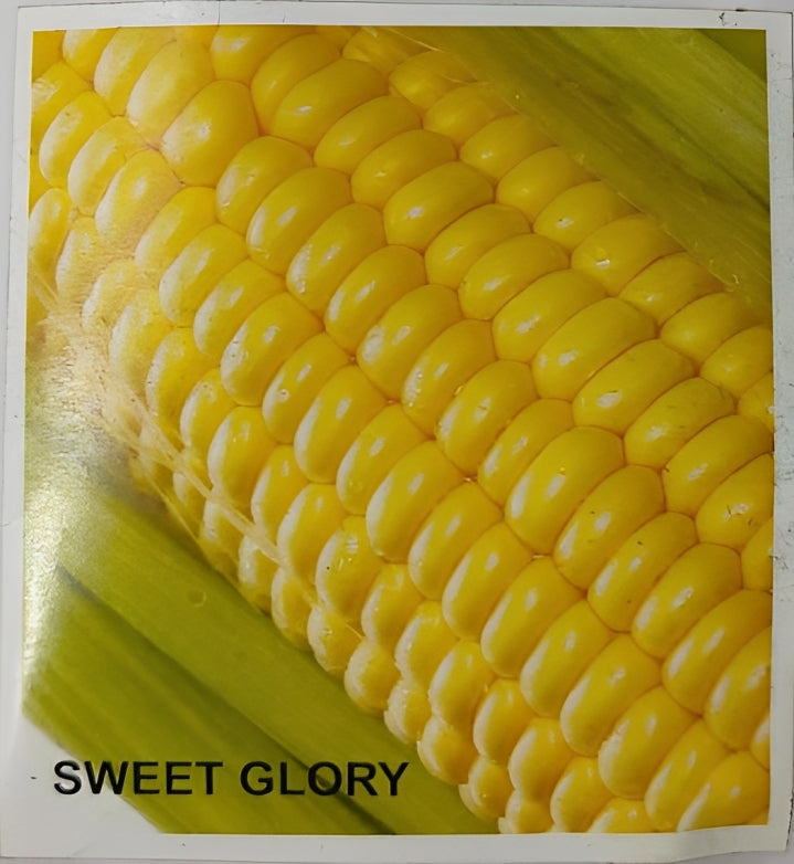 Indus Sweet Glory F1 Hybrid Sweet Corn Seeds