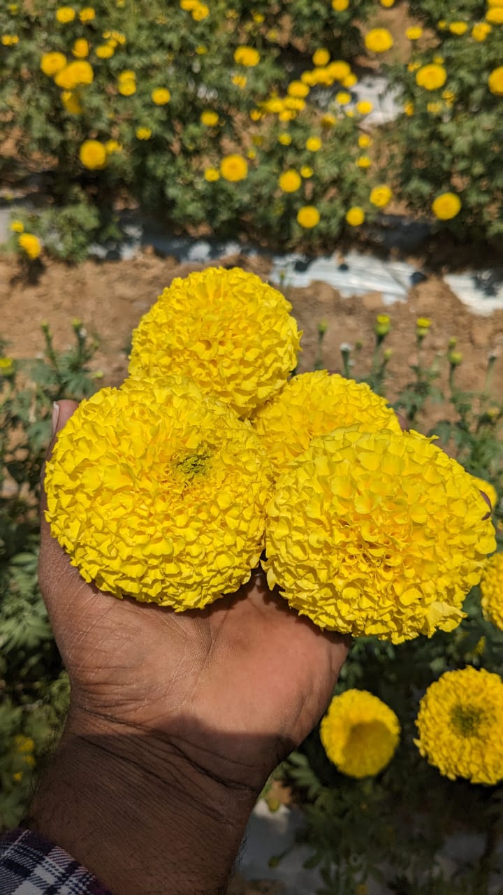 indus seeds marigold Indus 2307 F1 Hybrid Marigold Seeds – Cultree India