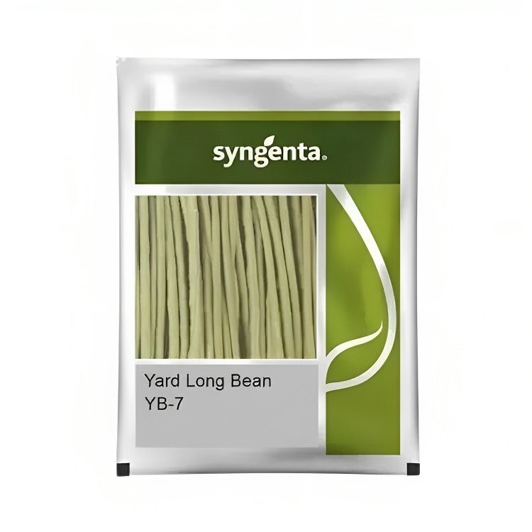 Syngenta YB-7 Yard Long Bean Seeds 500 Gm