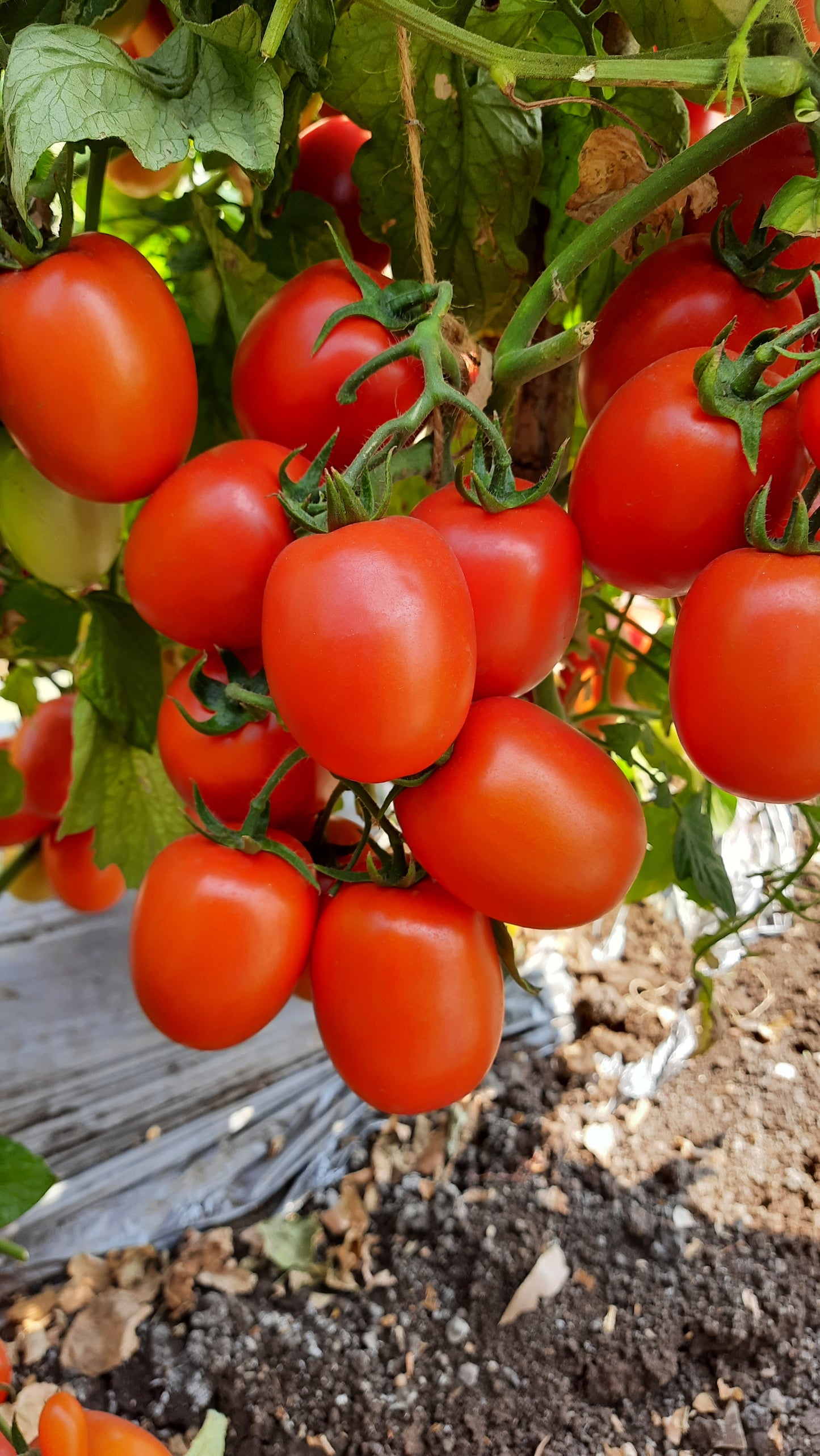 Hm Clause Yogi-35 F1 Hybrid Tomato Seed