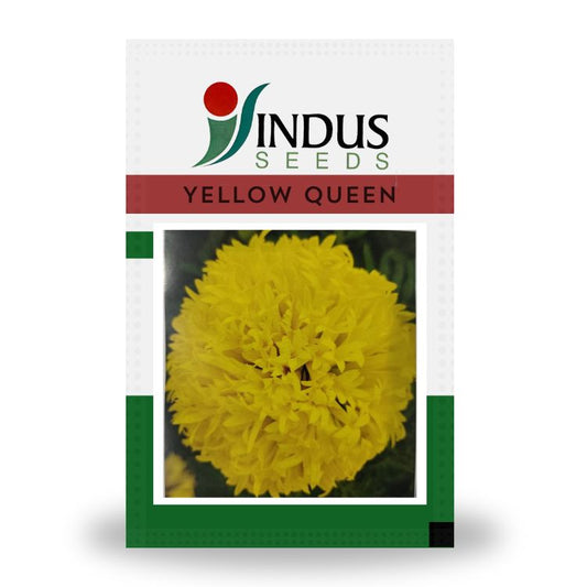 Indus Gaillardia Yellow Queen Seeds