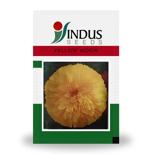Indus Bijilee Yellow Moon Seeds
