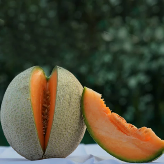 Syngenta Aayush Musk Melon Hybrid Seeds 1000SD