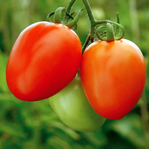 Syngenta Abhinav Tomato Hybrid Seeds 3500SD