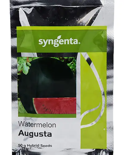 Syngenta Augusta Watermelon Hybrid Seeds 800SD