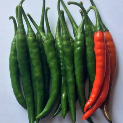 Syngenta Almora (HPH1718) Hot Pepper Hybrid Seeds 1500SD