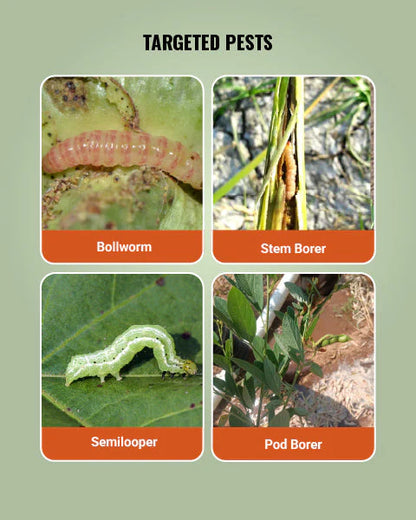 Syngenta Ampligo  ( Chlorantraniliprole 9.3% + Lambda cyhalothrin 4.6% ZC ) Insecticide