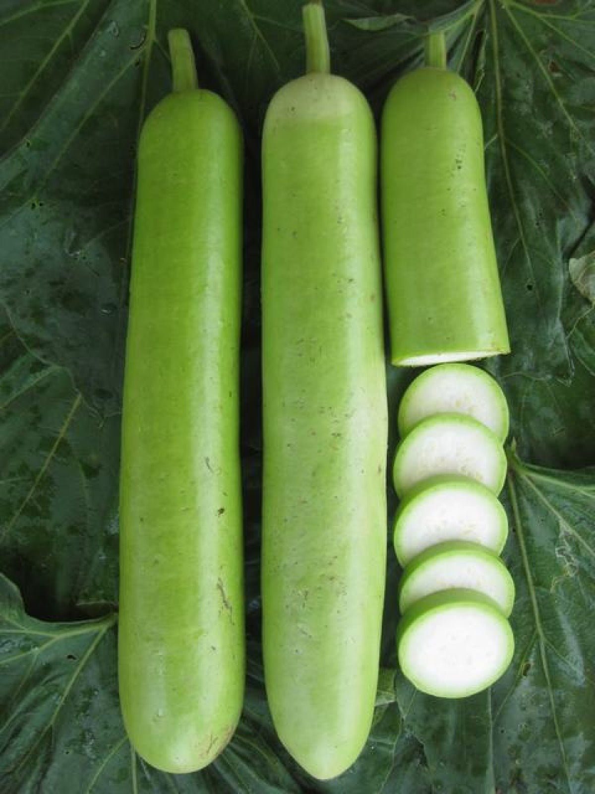 Hm Clause Amrit F1 Hybrid Bottle Gourd Seed