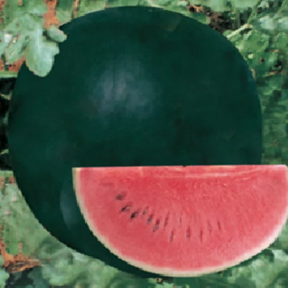 Syngenta Augusta Watermelon Hybrid Seeds 800SD