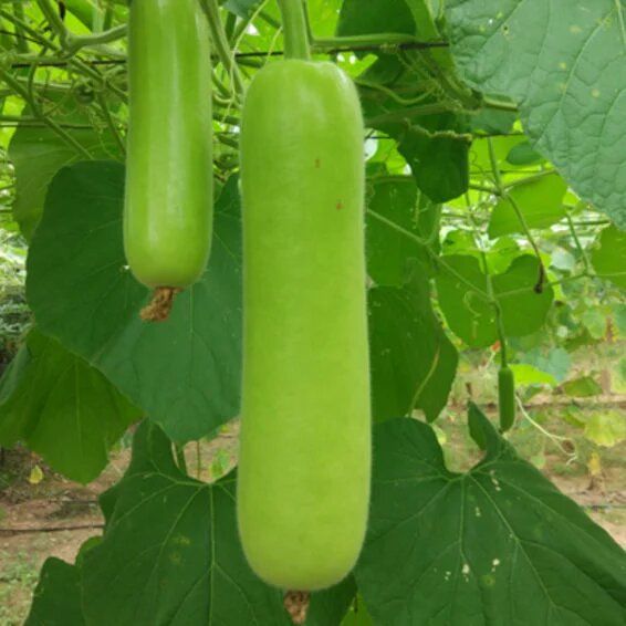 Syngenta Avneesh Bottle Gourd Hybrid Seeds 50 Gm