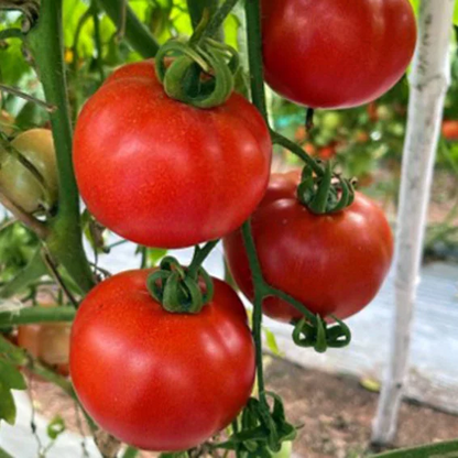 Syngenta Ayaan (TO 7042) Tomato Hybrid Seeds 3500SD