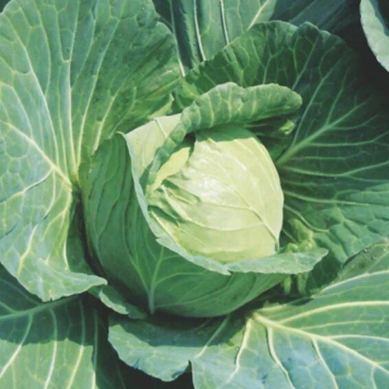 Syngenta BC 76 Cabbage Hybrid Seeds 2000SD