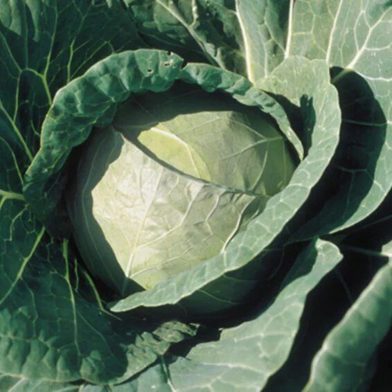 Syngenta BC 79 Cabbage Hybrid Seeds 2000SD