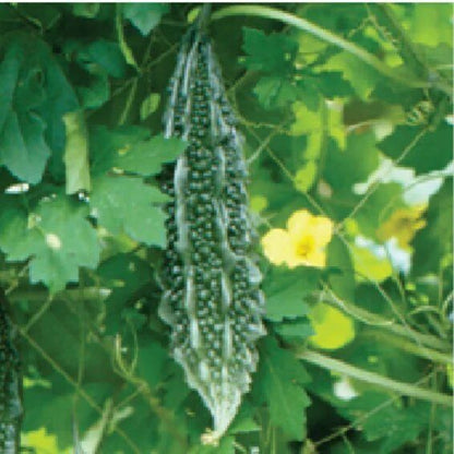 Syngenta BGH-106 Bitter Gourd Hybrid Seeds 50 Gm