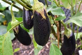 Brinjal