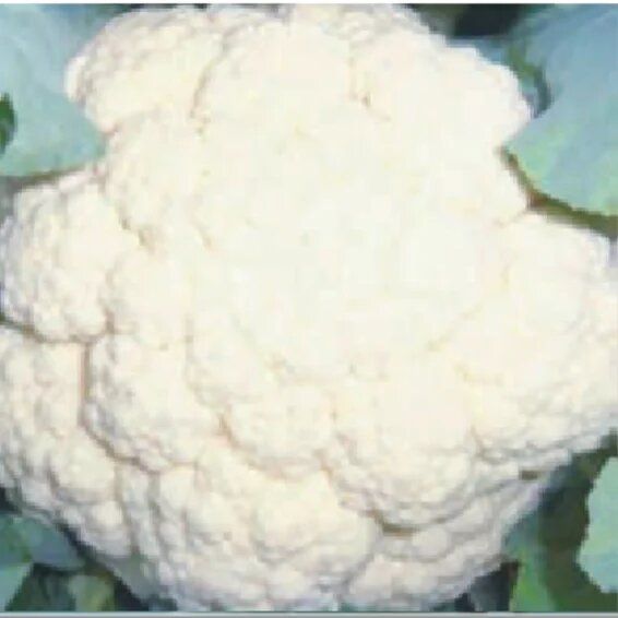 Syngenta C-6041 Cauliflower Hybrid Seeds 2000SD