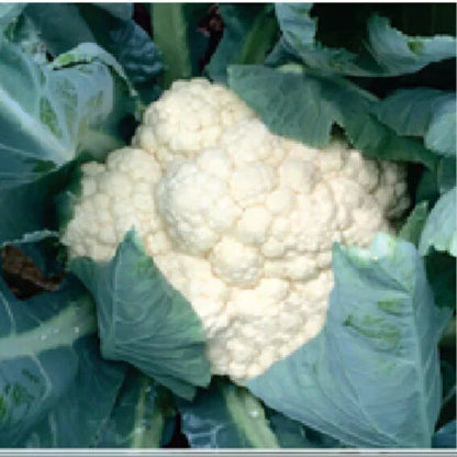 Syngenta C-6099 Cauliflower Hybrid Seeds 2000SD