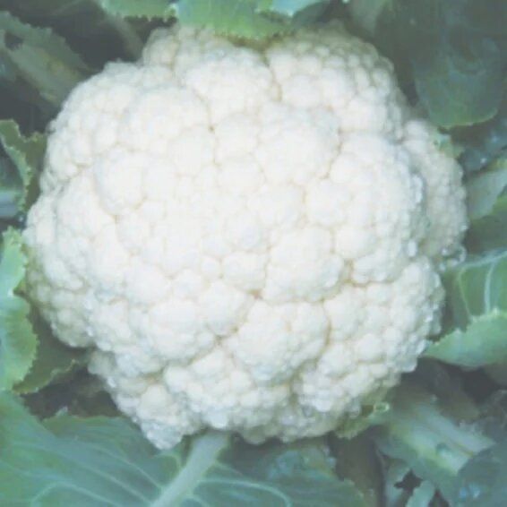 Syngenta CFL-1522 Cauliflower Hybrid Seeds